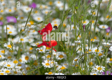 Il miele delle api e il campo di papavero Papaver rhoeas Chilterns Buckinghamshire UK Giugno Foto Stock