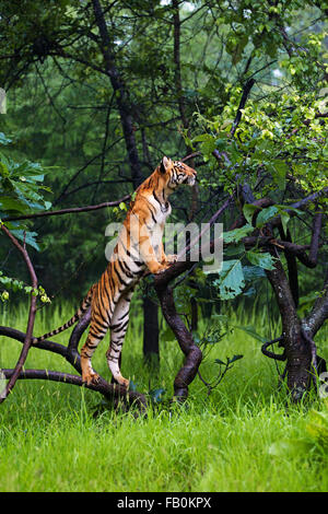 Tigre su albero Foto Stock
