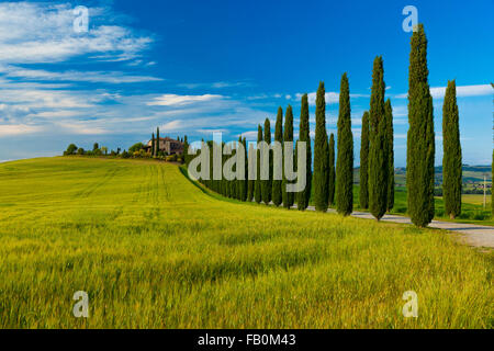 Una linea di alberi che conduce a una villa in Toscana, Italia Foto Stock