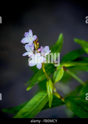 Primo piano della Hairy basilico erbe fiore per aromaterapia Foto Stock