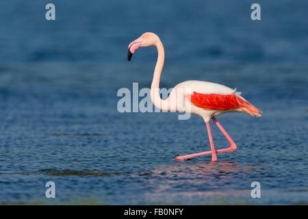 Fenicottero maggiore (Phoenicopterus roseus), in piedi in acqua, Salalah, Dhofar, Oman Foto Stock