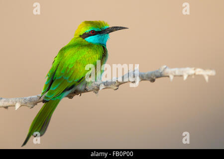 Green Gruccione (Merops orientalis cyanophrys), appollaiato su un ramo, Qurayyat, Muscat Governatorato, Oman Foto Stock