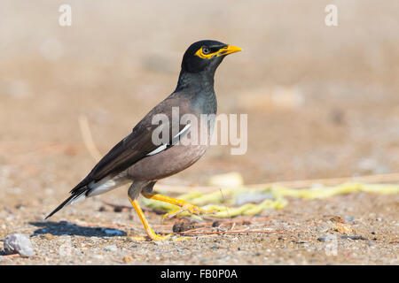Myna comune (Acridotheres tristis), camminando sulla terra, Liwa, Al Batinah, Oman Foto Stock