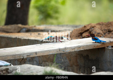 Il corteggiamento di Kingfisher uccelli Foto Stock