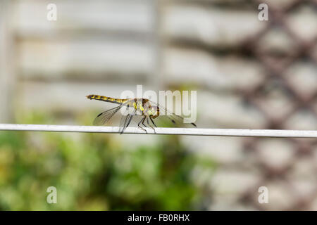 Common darter dragonfly (Sympetrum striolatum) arroccato su una linea di lavaggio in un giardino interno nel sud ovest dell'Inghilterra. Foto Stock