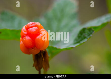 Primo piano della mature e deliziosa cloud berry Foto Stock