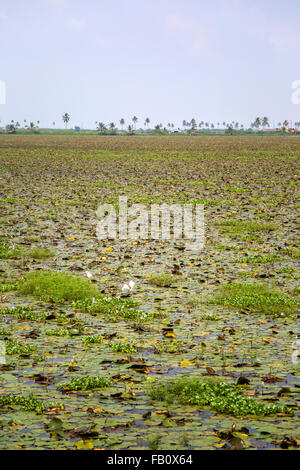 Backwaters nel Kerala, India. Le lagune sono una rete estesa di 41 ovest ad incastro che scorre fiumi, laghi e canali th Foto Stock