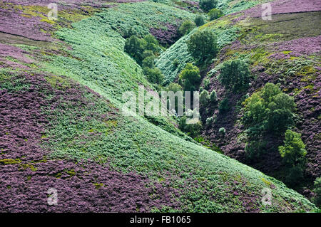 Riccamente colorata Collina di erica viola e verde profondo bracken sulle pendici settentrionali dei Kinder Scout nel Peak District. Foto Stock