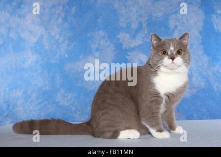 Udienza British Shorthair tomcat Foto Stock