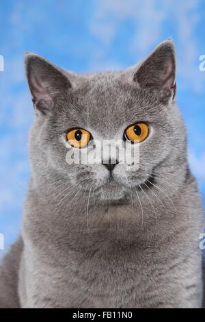 British Shorthair ritratto Foto Stock