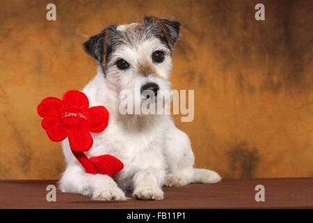 Carino Parson Russell Terrier Foto Stock