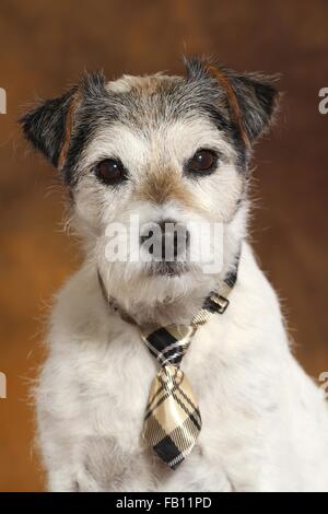 Parson Russell Terrier ritratto Foto Stock