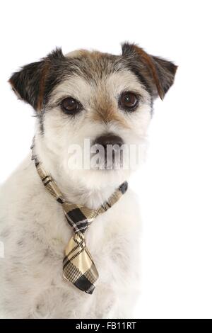 Parson Russell Terrier ritratto Foto Stock