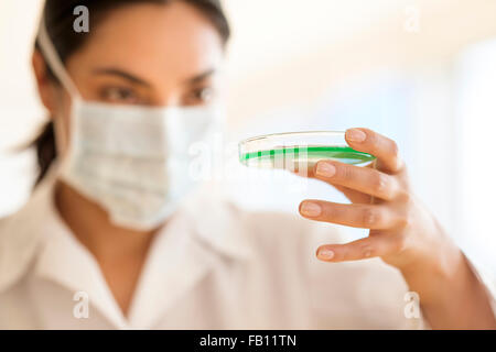 Scienziato holding capsula di petri Foto Stock