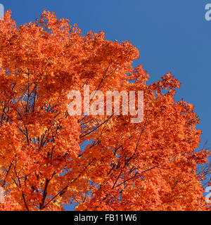 A basso angolo di vista di alberi con foglie di autunno Foto Stock