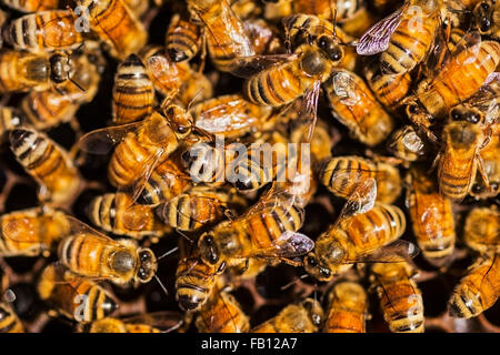 Close-up di api su honeycomb Foto Stock