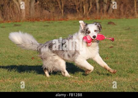 Riproduzione di pastore australiano Foto Stock