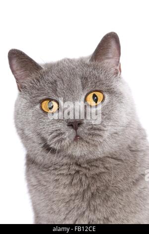 British Shorthair ritratto Foto Stock