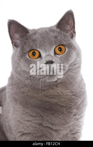 British Shorthair ritratto Foto Stock