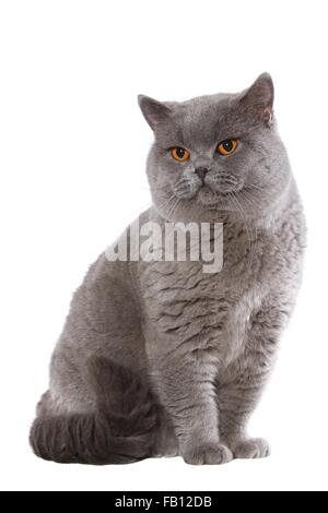 Udienza British Shorthair tomcat Foto Stock