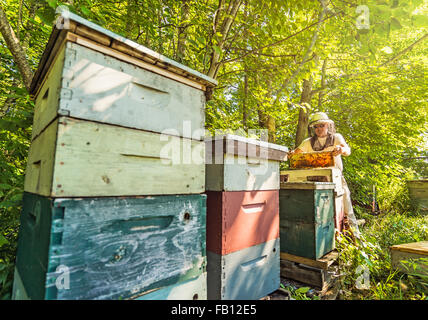 La speranza, apicoltore azienda favo di miele Foto Stock