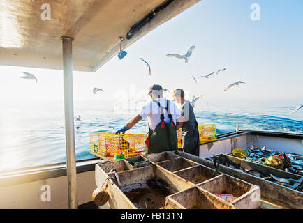 Due pescatori gettando le trappole di aragosta Foto Stock