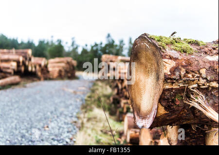 Albero abbattuto dalla ribattitura Scrahanaleary nella foresta, Ballydehob, West Cork, Irlanda con copia spazio. Foto Stock