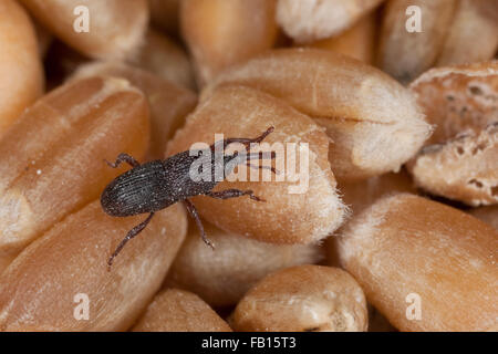 Curculione di frumento, curculione granaio, curculione di grano, Schwarzer Kornkäfer, Sitophilus granarius, calandra granaria, Curculio contractus Foto Stock