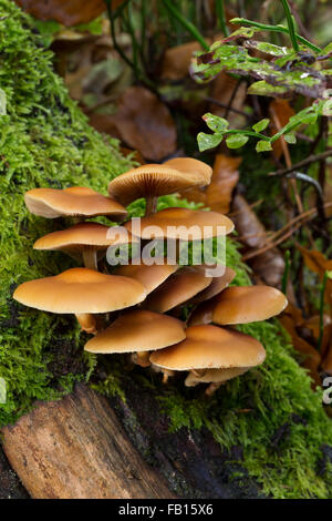 Inguainato, woodtuft Gemeines Stockschwämmchen, Stockschüppling, Kuehneromyces mutabiles, Galerina mutabilis, Pholiota mutabilis Foto Stock