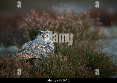 Grande Gufo cornuto / Tiger Owl / Virginia-Uhu ( Bubo virginianus ) nascondendo sul terreno tra cespugli di erica, di colore giallo brillante occhi Foto Stock