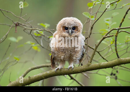 Carino neonata di Allocco / Waldkauz ( Strix aluco ) arroccato tra foglie verdi, Elemosinare il cibo, gli occhi marrone scuro aperta Foto Stock