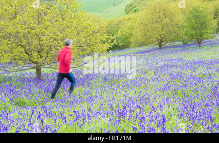 Maschio maturo runner sul sentiero attraverso Bluebells in Newton legno vicino Roseberry Topping, North York Moors National Park. Regno Unito Foto Stock