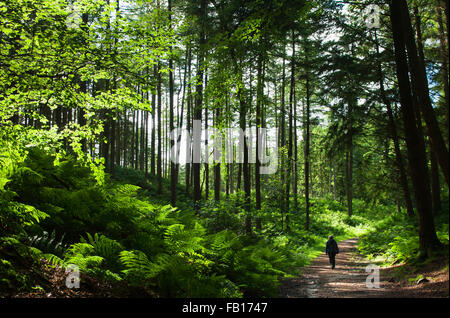 Walker a Tirebagger passeggiata nella foresta - vicino a Aberdeen, Scozia, Regno Unito. Foto Stock