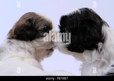 Close-up, grazioso, cuteness, cane cani, faccia, headshot, pet, animali domestici, cuccioli, cucciolo, shih tzu, stockimo,cani kiss, Foto Stock