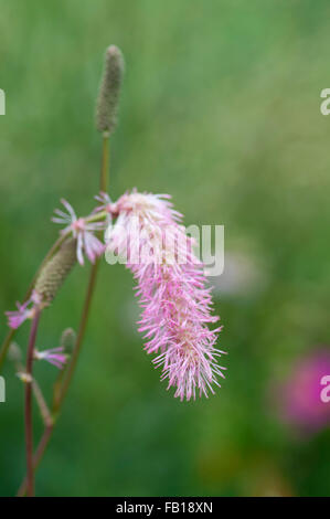 SANGUISORBA OBTUSA Foto Stock