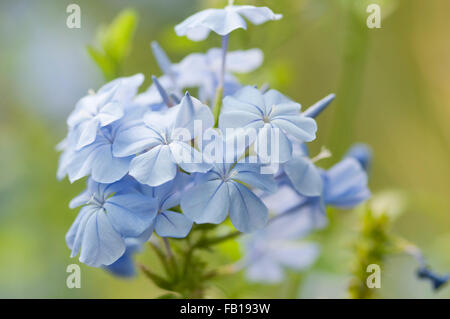 PLUMBAGO AURICULATA Foto Stock