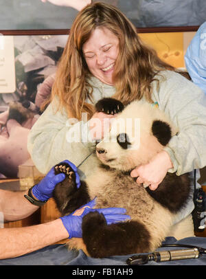 Washington, DC, Stati Uniti d'America. Il 7 gennaio, 2016. 4-mese-vecchio Panda "Bei Bei' di U.S. National Zoological Park riceve un esame fisico in Washington, DC, Stati Uniti, il 7 gennaio 2016. Credito: Bao Dandan/Xinhua/Alamy Live News Foto Stock