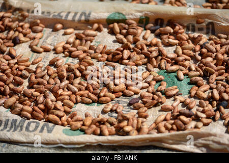 Cacao o albero del cacao (Theobroma cacao) Fagioli essiccamento in sun, Colombia Foto Stock