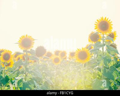 Soleggiato campo di girasoli Foto Stock