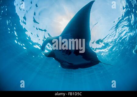 Vista subacquea del profila manta gigante a prendere il sole, Isla Mujeres, Quintana Roo, Messico Foto Stock