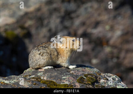 American pika (Ochotona princeps) nativa per le regioni alpine di Canada e Stati Uniti occidentali, prime vittime del cambiamento climatico globale Foto Stock