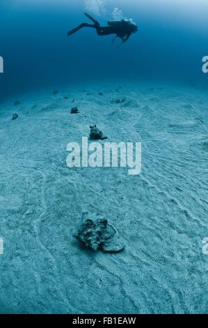 Scuba Diver nuoto su rosa conch gusci sul fondale, Chinchorro Atoll, Quintana Roo, Messico Foto Stock