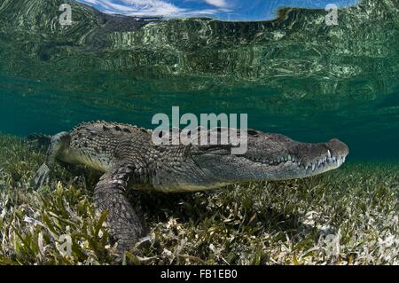 Subacquea vista laterale del coccodrillo su piante fanerogame in acque poco profonde, Chinchorro Atoll, Quintana Roo, Messico Foto Stock