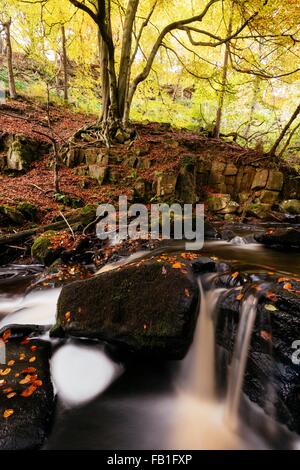 Una lunga esposizione del fiume che scorre sulle rocce in foresta, Padley Gorge, Peak District, England, Regno Unito Foto Stock