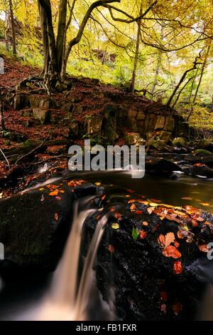 Una lunga esposizione del fiume che scorre sulle rocce in foresta, Padley Gorge, Peak District, England, Regno Unito Foto Stock