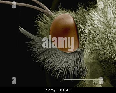SEM colorati di testa di cavolo butterfly (Pieridae) Foto Stock