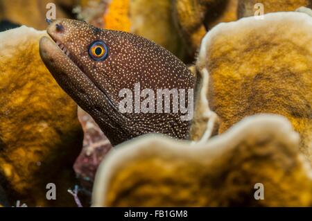 Golden murena in corallo lair, Cancun, Messico Foto Stock