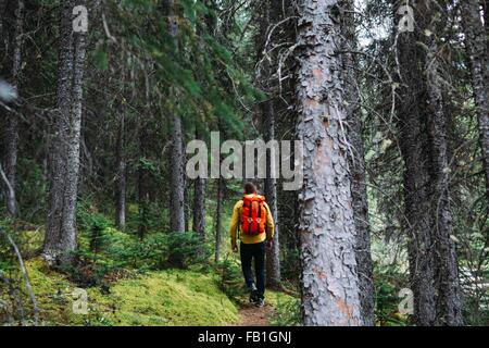 Vista posteriore della metà uomo adulto che trasportano orange zaino trekking attraverso la foresta, Moraine Lake, il Parco Nazionale di Banff, Alberta Canada Foto Stock