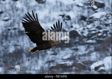 White Tailed eagle in volo, Lofoten e Vesteralen isole, Norvegia Foto Stock