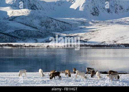 Renne (Rangifer tarandus) pascolo, Lofoten e Vesteralen isole, Norvegia Foto Stock